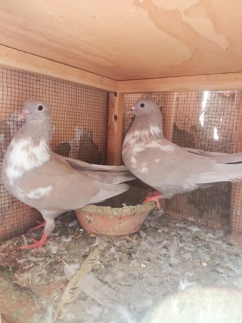 kasni kabra — photo 4