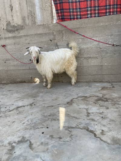 fancy bakra bakri pair full active 03152344578