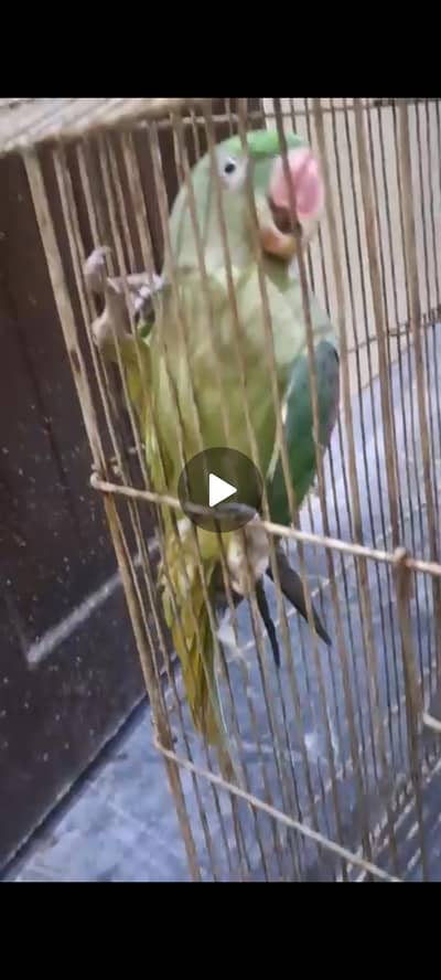 ak Pavo Thora SA teda ha pic dehk skta ha