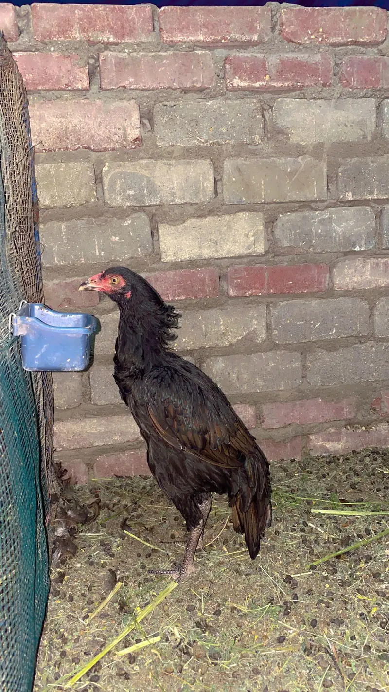 asell mainwali — photo 2