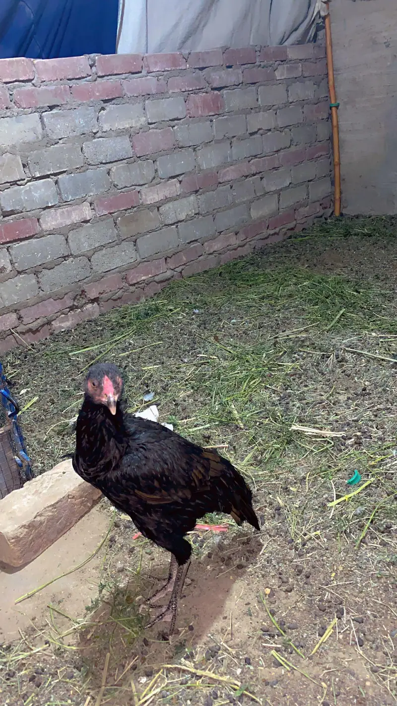 asell mainwali — photo 3