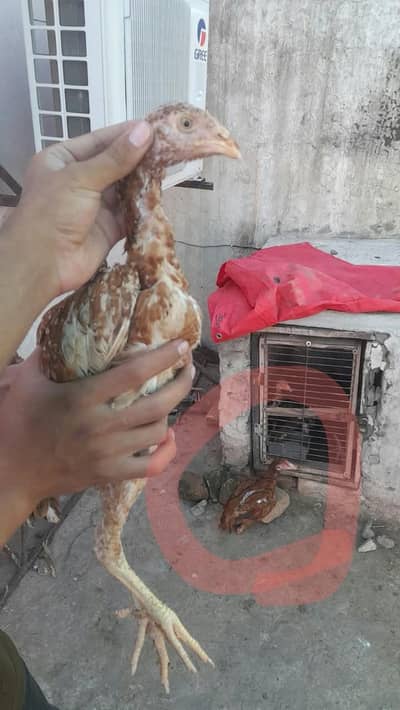 lene wale bhai rabta kreen