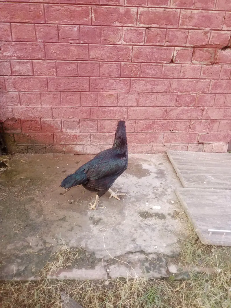 bhut achey — photo 3