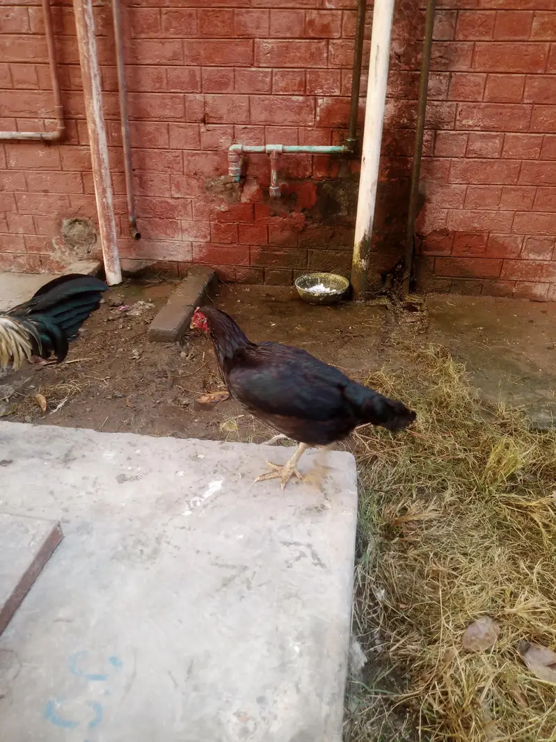 bhut achey — photo 4