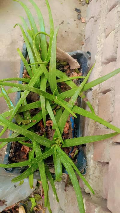 fresh and healthy aloe vera plants for sale