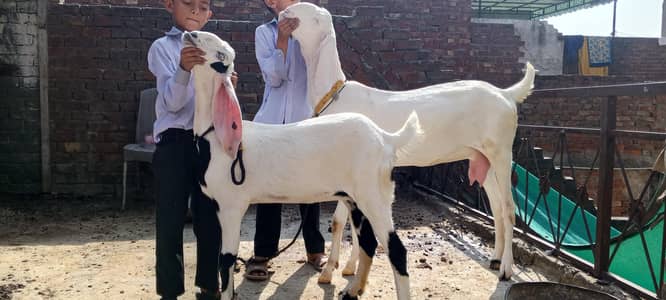 Rajanpuri ghulabi Bkri aur ablak path both for sale
