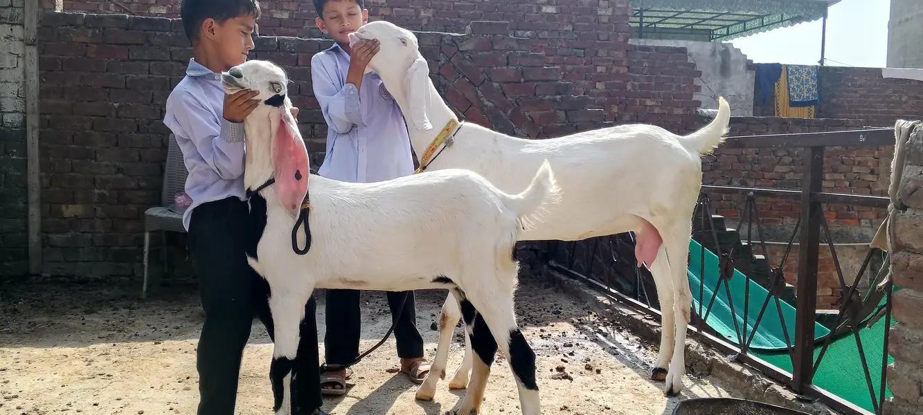 Rajanpuri ghulabi Bkri aur ablak path both for sale — photo 2