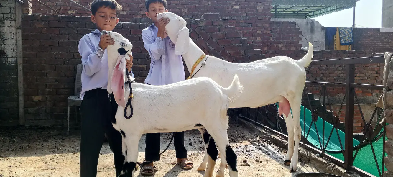 Rajanpuri ghulabi Bkri aur ablak path both for sale — photo 3