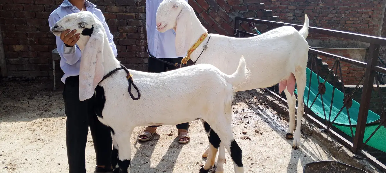 Rajanpuri ghulabi Bkri aur ablak path both for sale — photo 4