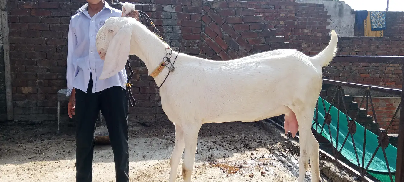 Rajanpuri ghulabi Bkri aur ablak path both for sale — photo 6