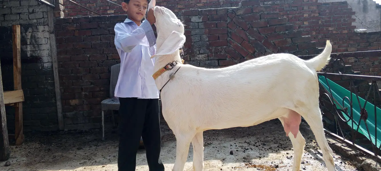 Rajanpuri ghulabi Bkri aur ablak path both for sale — photo 8
