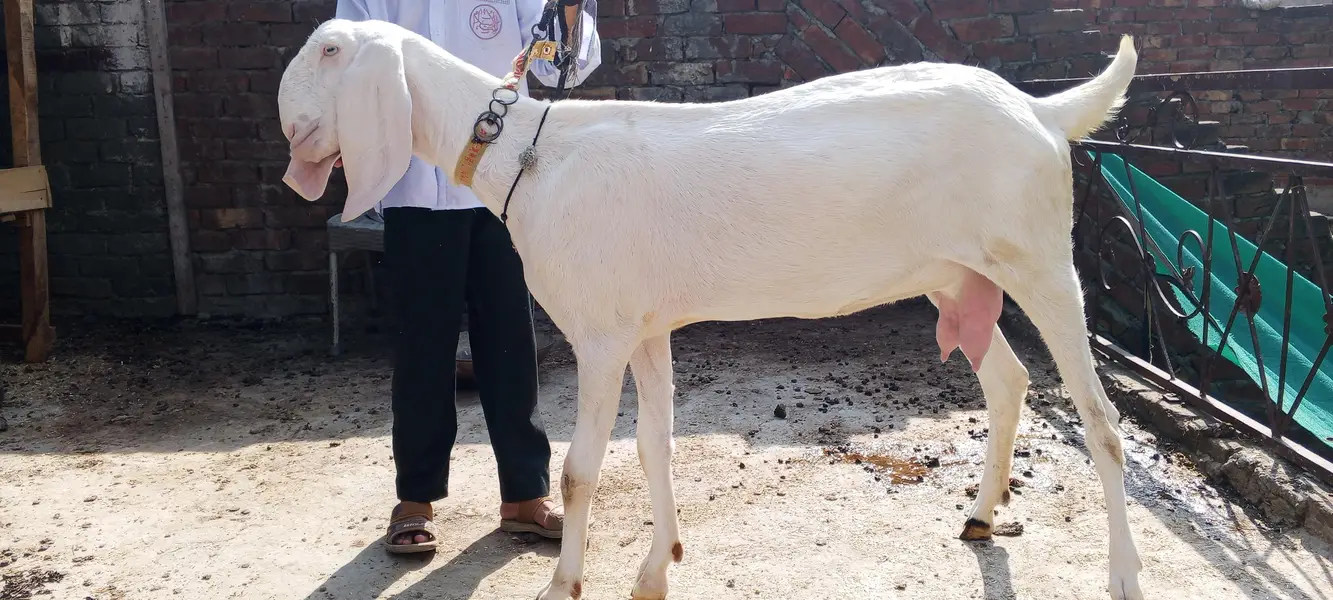 Rajanpuri ghulabi Bkri aur ablak path both for sale — photo 9