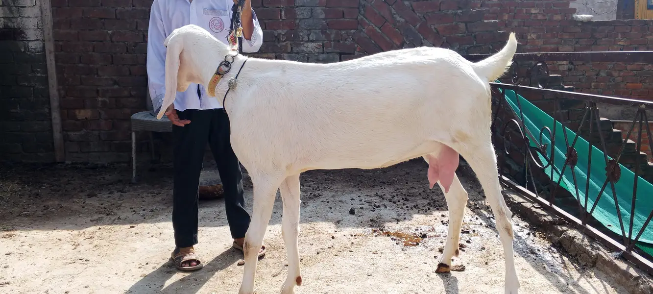 Rajanpuri ghulabi Bkri aur ablak path both for sale — photo 10