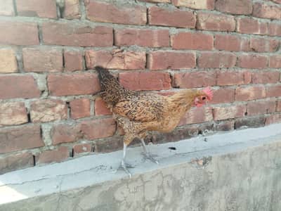 Egg laying hen