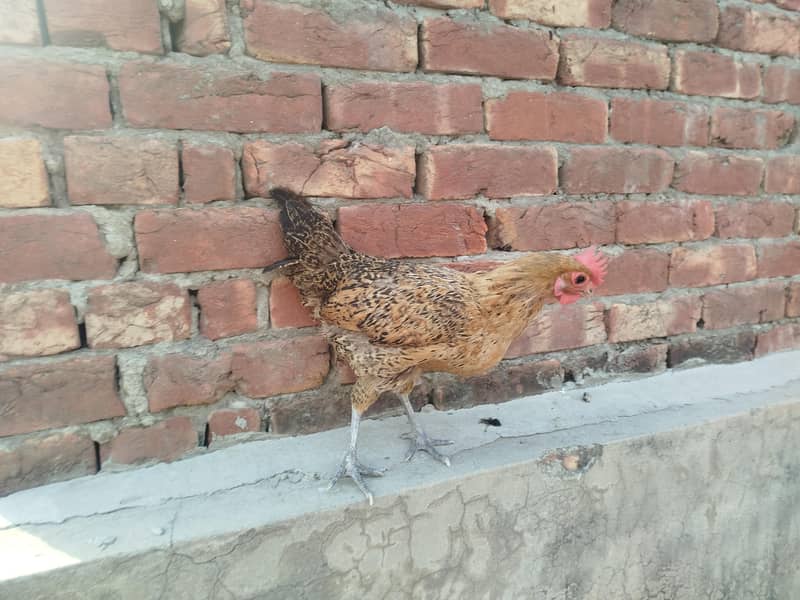 Egg laying hen 0