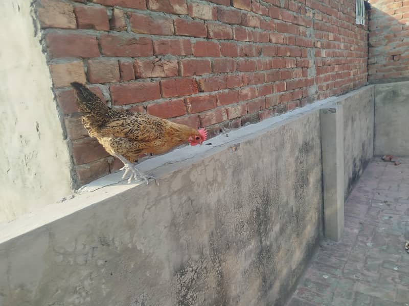 Egg laying hen 1