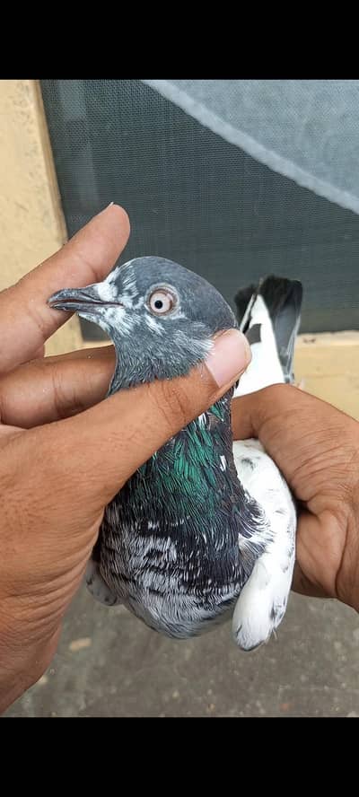 Breeder Kabootar outclass