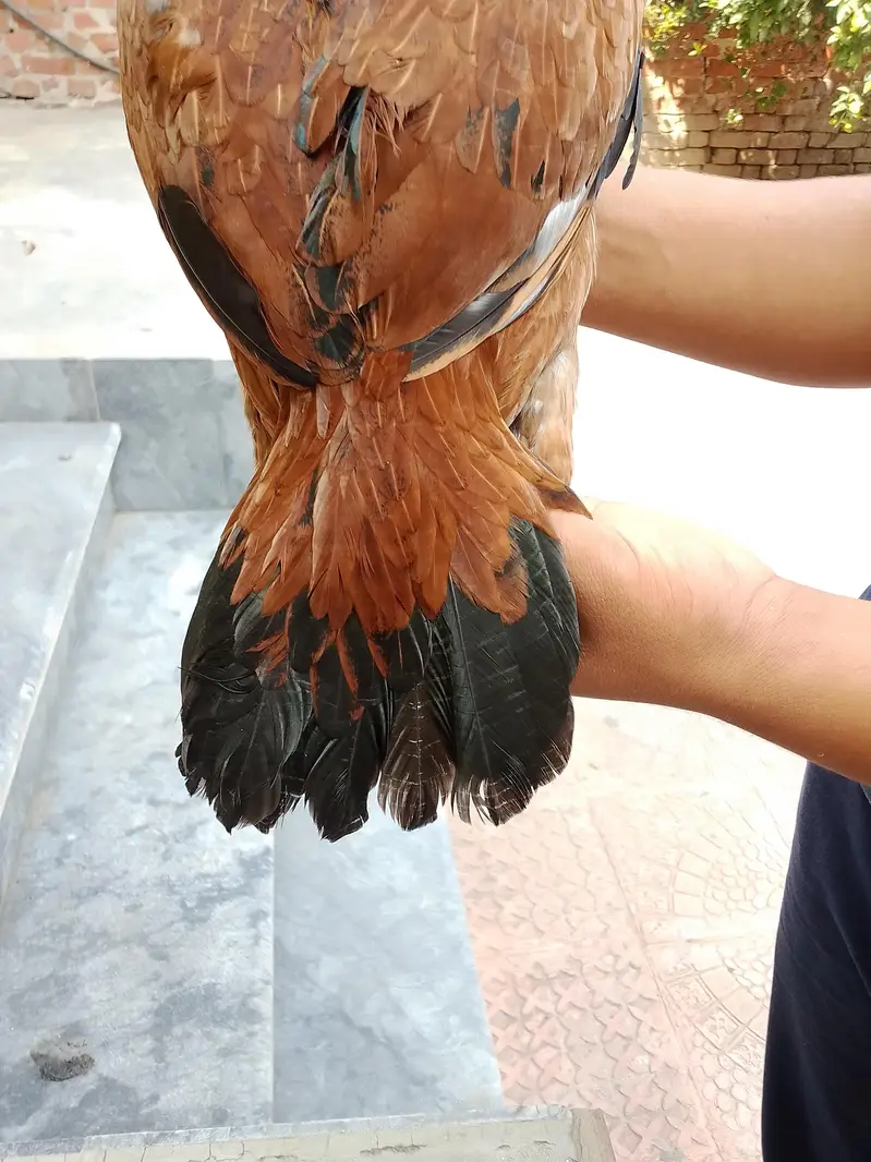 Rehan dogar — photo 2