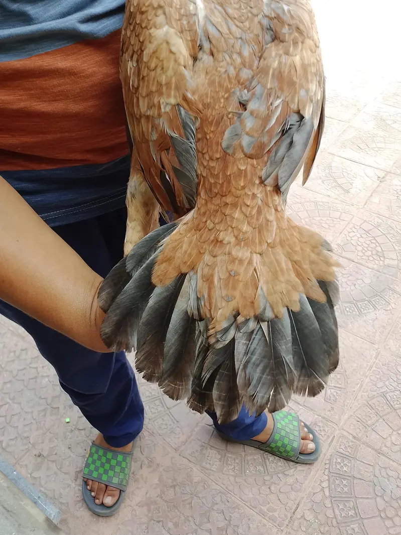 Rehan dogar — photo 6