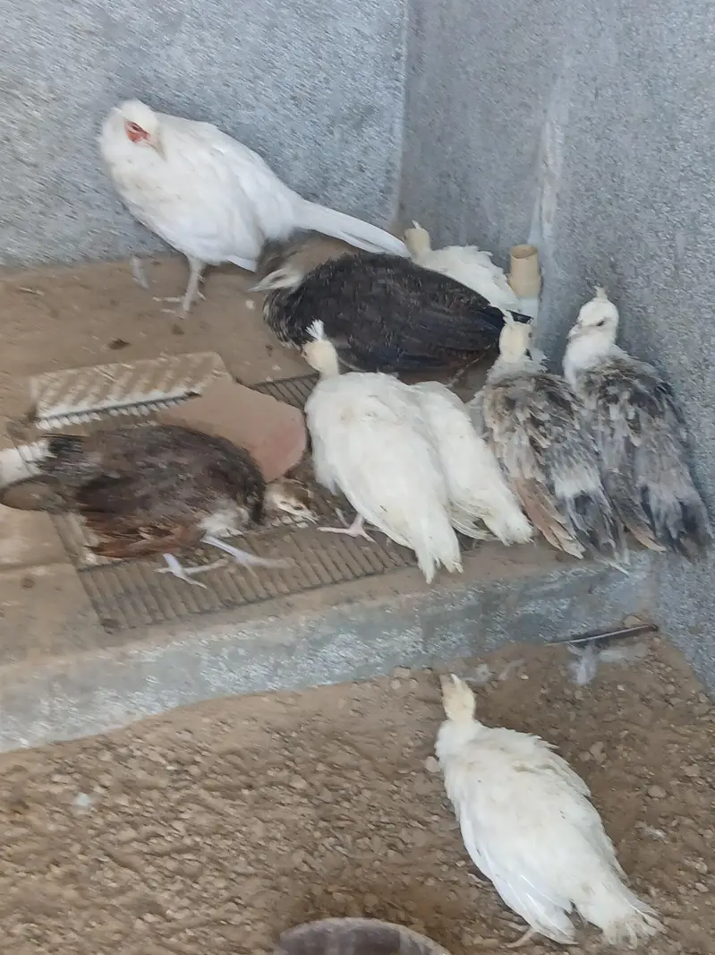 Peacocks white ,Pied ,Blu blak and white Surhab