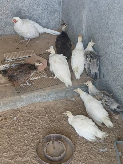 Peacocks white ,Pied ,Blu blak and white Surhab