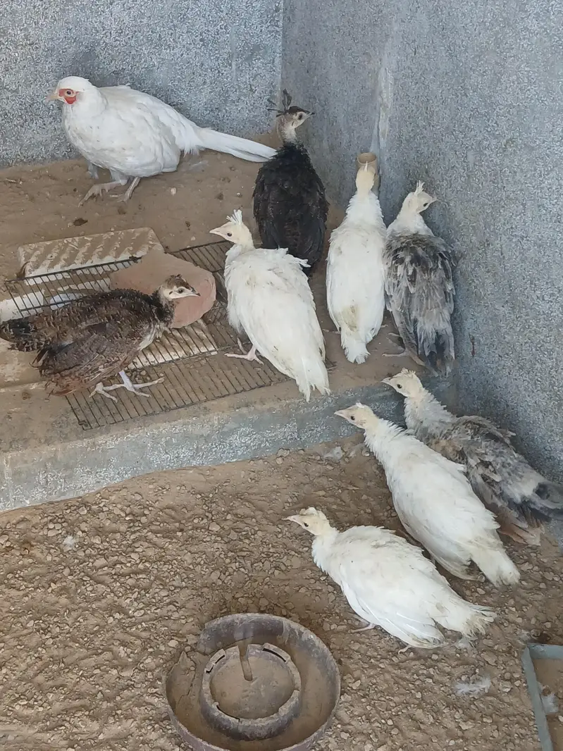 Peacocks white ,Pied ,Blu blak and white Surhab — photo 4
