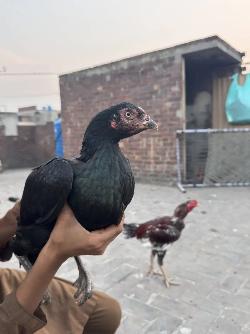 Aseel Shamo Cross + Lakhi Madi + Black Madi — photo 3