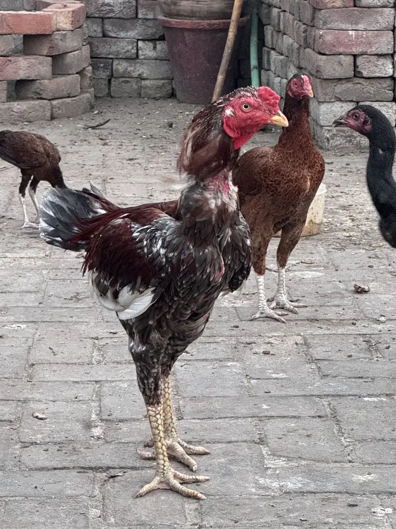 Aseel Shamo Cross + Lakhi Madi + Black Madi — photo 4