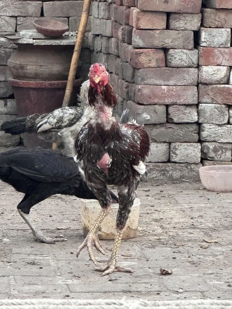 Aseel Shamo Cross + Lakhi Madi + Black Madi — photo 8