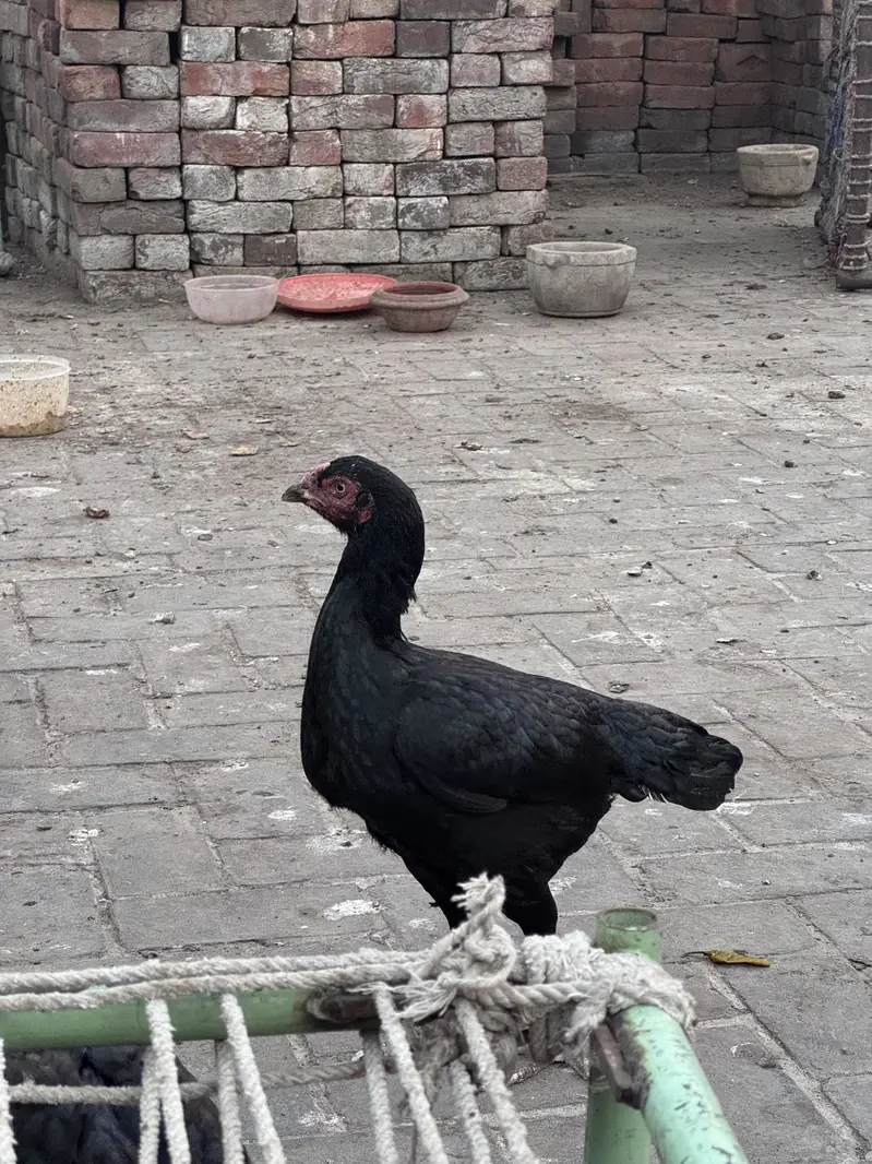 Aseel Shamo Cross + Lakhi Madi + Black Madi — photo 10
