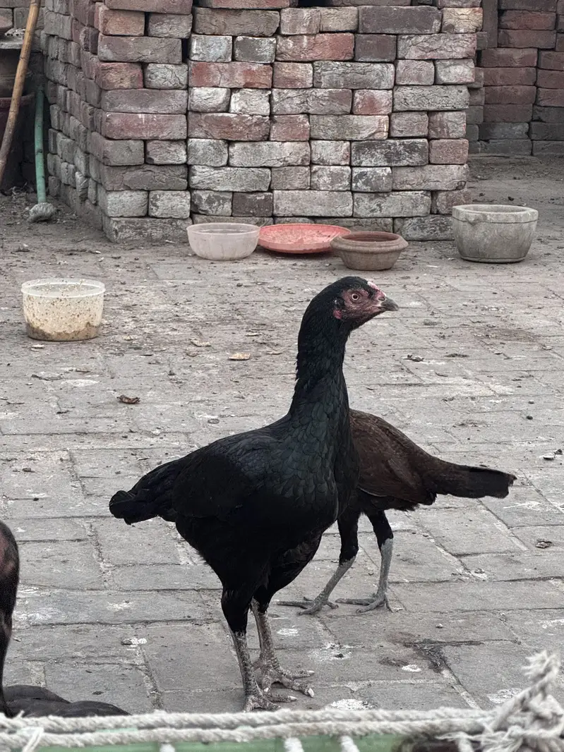 Aseel Shamo Cross + Lakhi Madi + Black Madi — photo 11