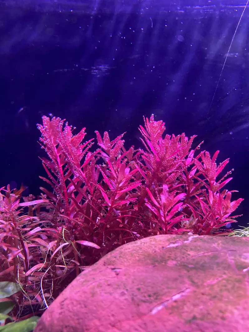 Planted aquarium complete setup — photo 7