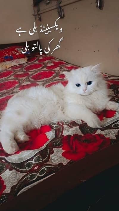 Beautiful White Persian Male Cat - Blue Eyes & Vaccinated