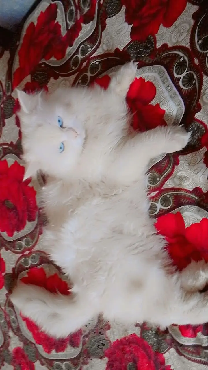Beautiful White Persian Male Cat - Blue Eyes & Vaccinated — photo 2