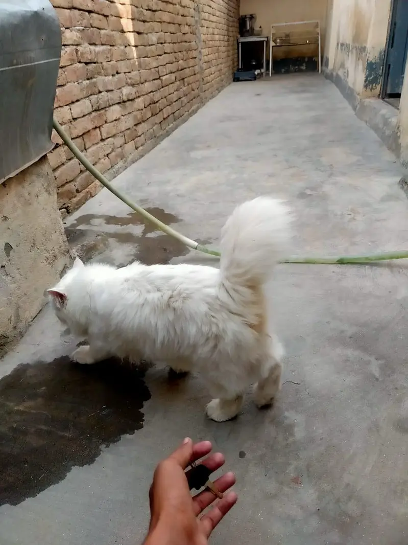 Beautiful White Persian Male Cat - Blue Eyes & Vaccinated — photo 3