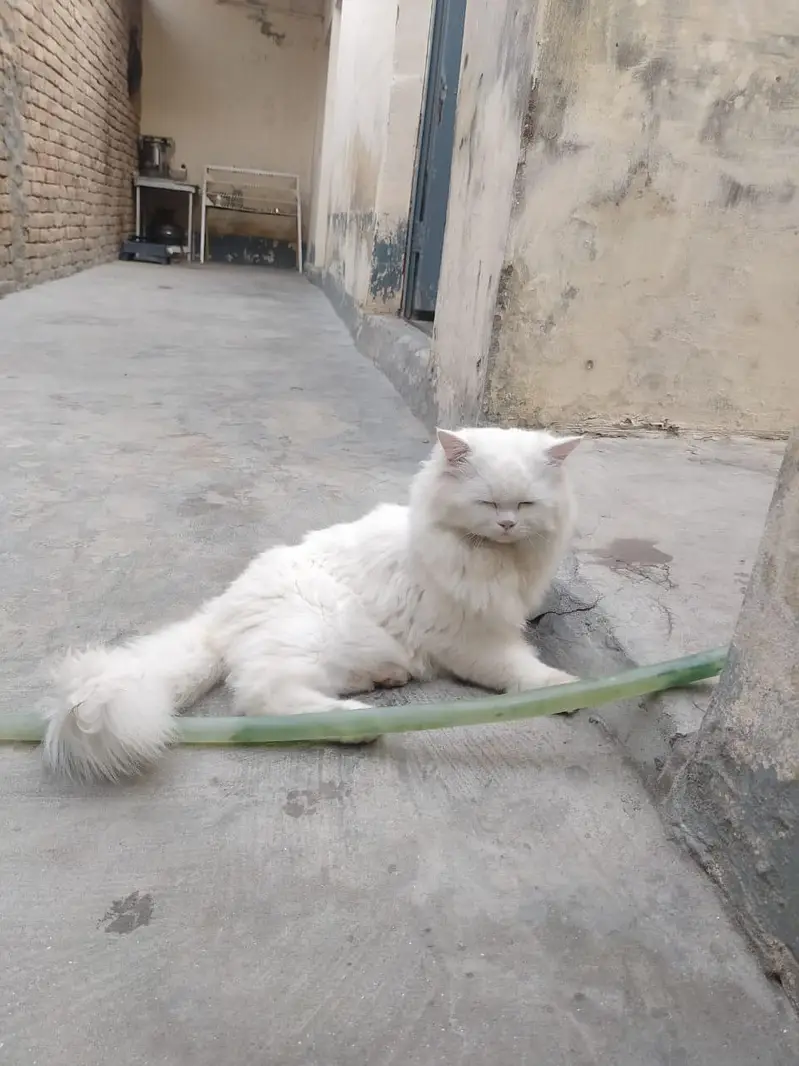 Beautiful White Persian Male Cat - Blue Eyes & Vaccinated — photo 4