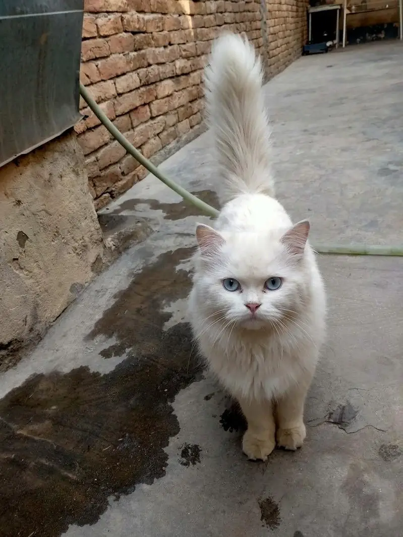 Beautiful White Persian Male Cat - Blue Eyes & Vaccinated — photo 5