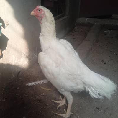 white o shamo
