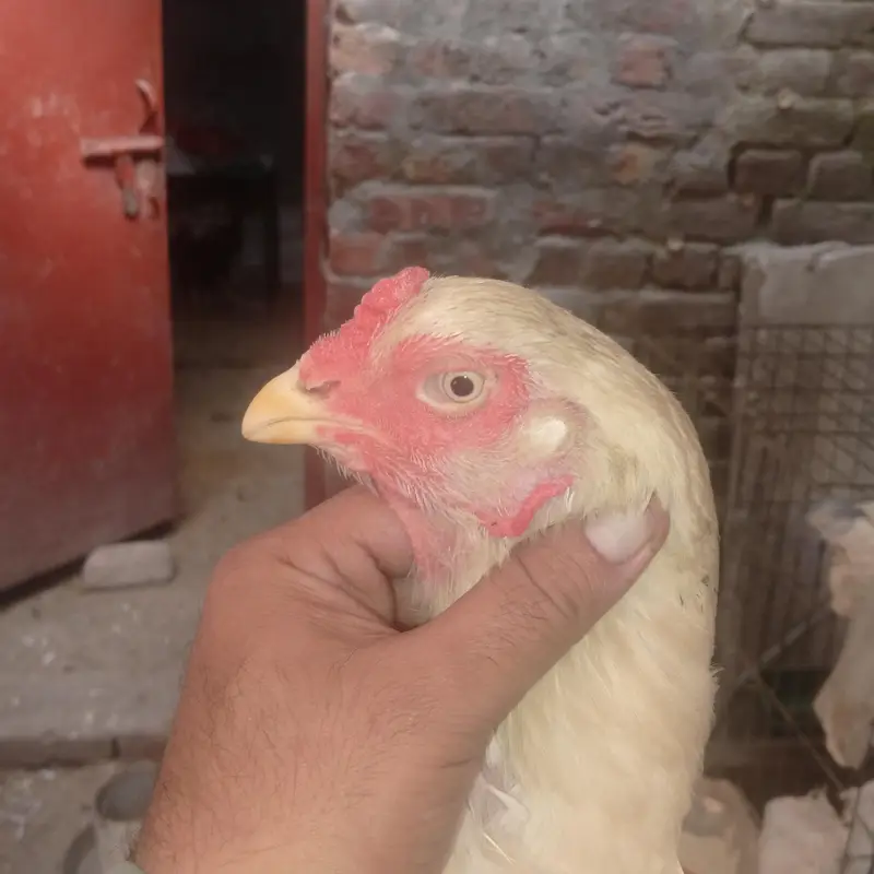 white o shamo — photo 2