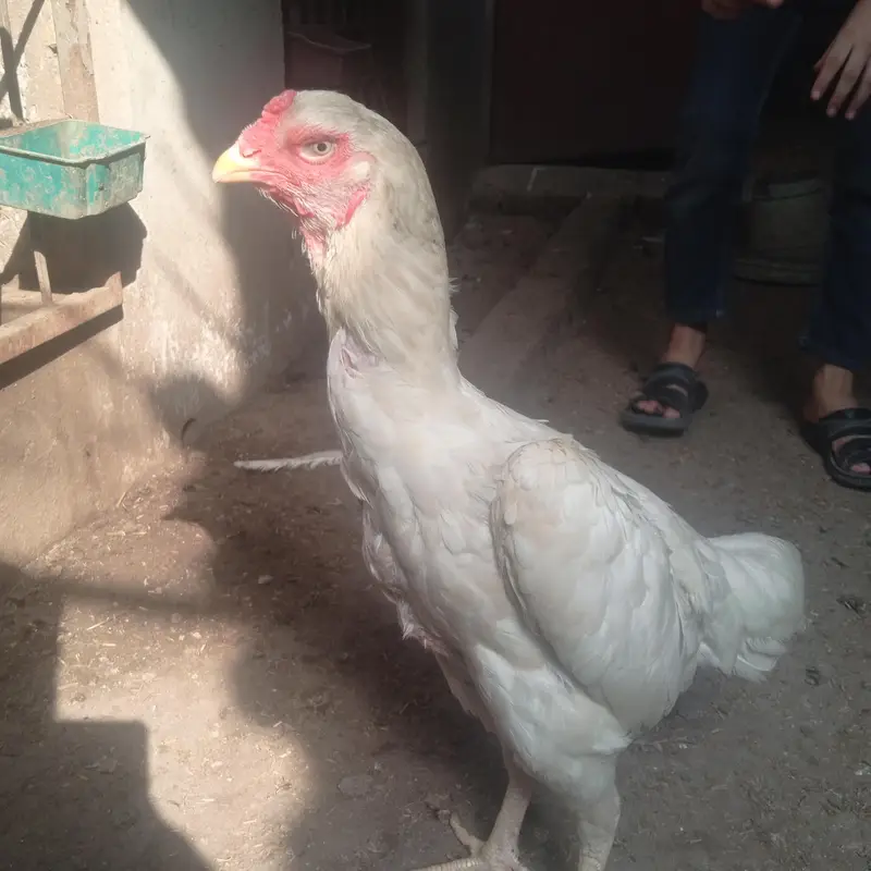 white o shamo — photo 3