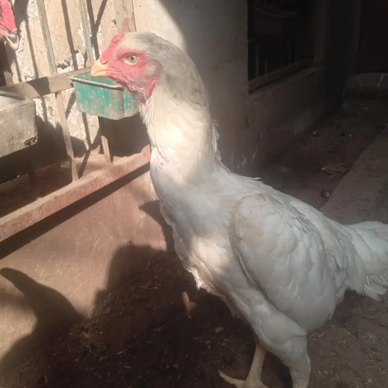 white o shamo — photo 4