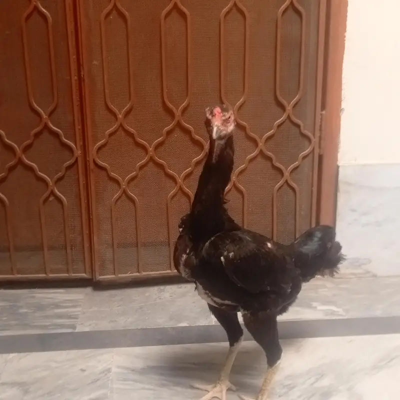 white o shamo — photo 9