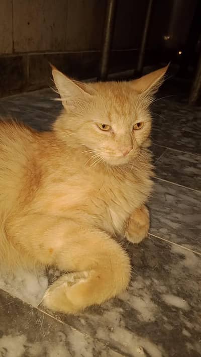 Female Persian Cat for Sale in Faisalabad