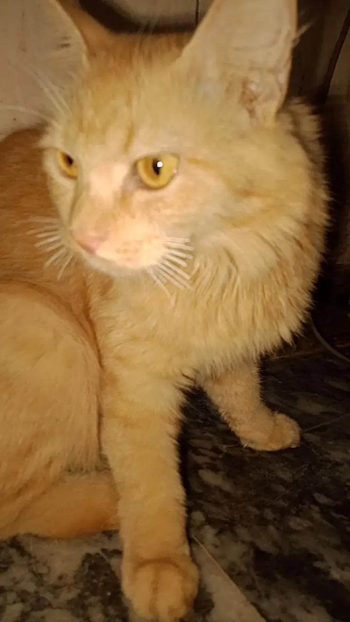 Female Persian Cat for Sale in Faisalabad — photo 2