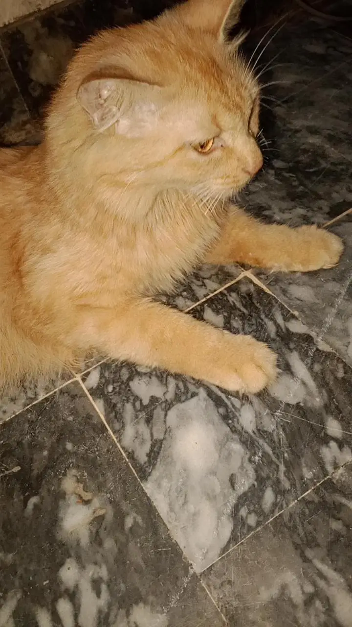 Female Persian Cat for Sale in Faisalabad — photo 3