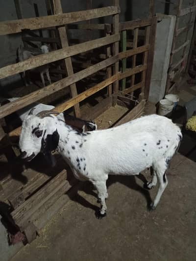 doodh wali bakri