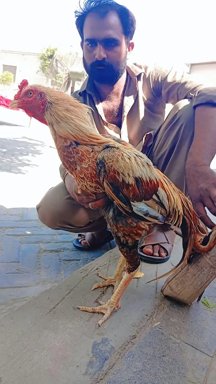 Aseel Chicken. — photo 2