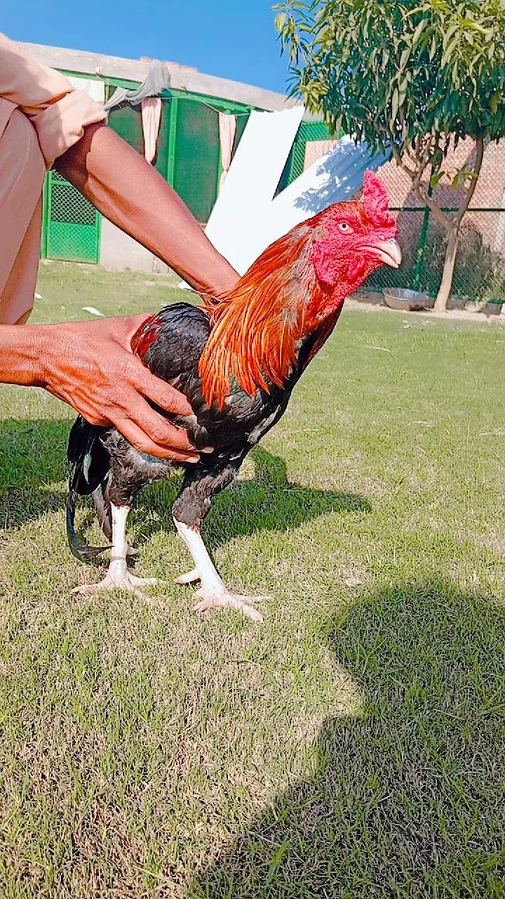 Aseel Chicken. — photo 3