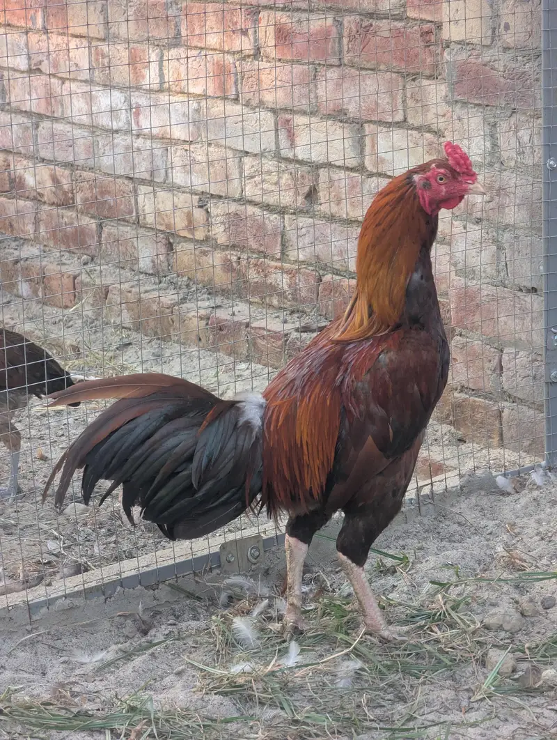Aseel Chicken. — photo 5