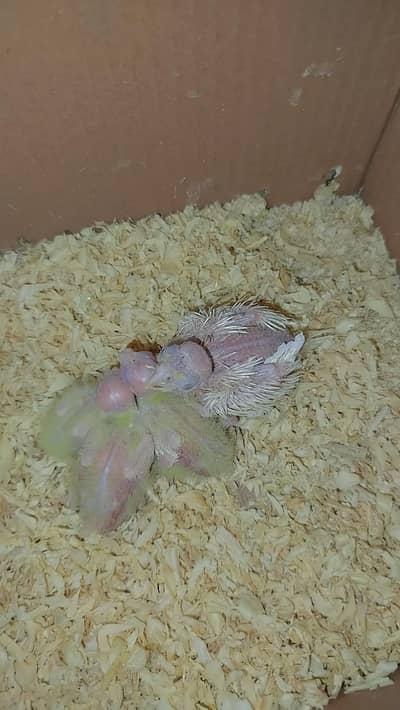 Handfeed Chicks To Self Handtamed Cocktails Available